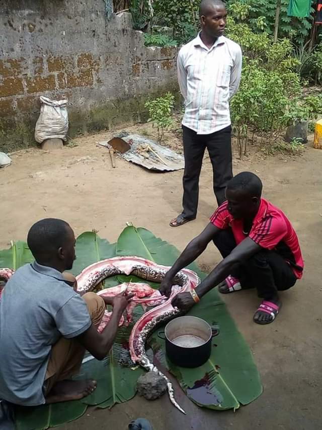 (photos) Villagers Jubilates As They K!ll A Huge Python And Set To Prepare Pepper Soup With It