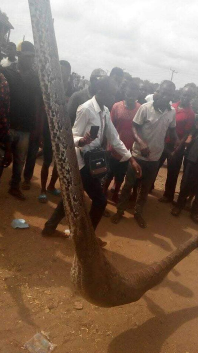 Igbo Man Guns Down Huge Python After Swallowing His Dog (Photos)