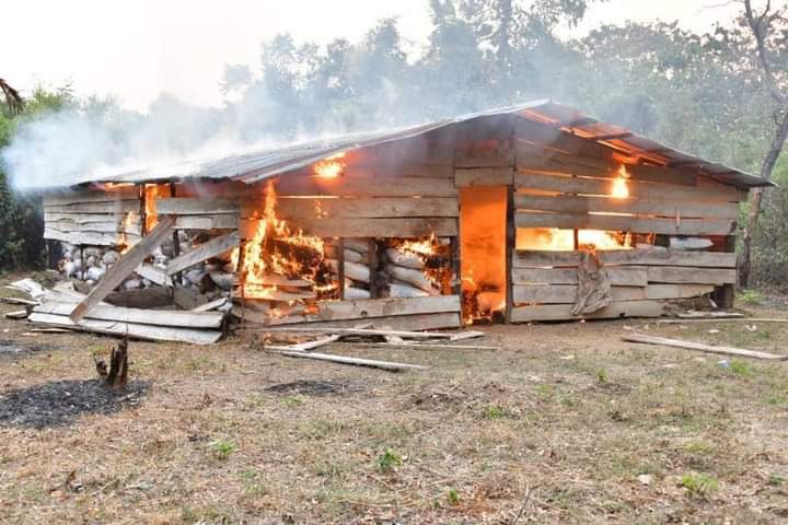 NDLEA Storms Edo Forests, Razes 317 Tons Cannabis Warehouses, Seizes  $269,000 Fake Dollars (Photos) – Igbere TV