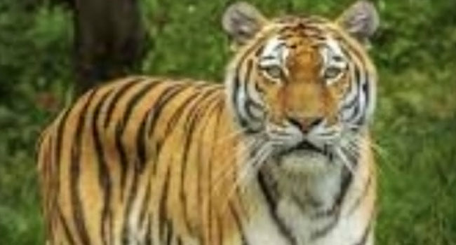Tiger Escapes, Attacks Man In South Africa - Vimarsana News